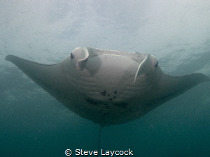Manta by Steve Laycock 
